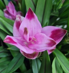 Curcuma alismatifolia Siam Splash