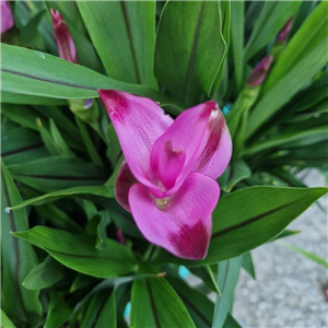 Curcuma alismatifolia Siam Splash