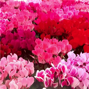 Cyclamen for pots  indoors bedding etc. 4 pack