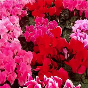 Cyclamen for pots  indoors bedding etc. 4 pack