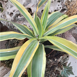 Dracaena Lemon Lime