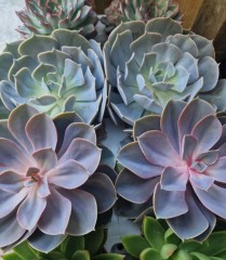 Echeveria  mix