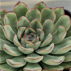 Echeveria pulidonis