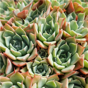 Echeveria secunda var. glauca