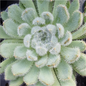 Echeveria Tarantula