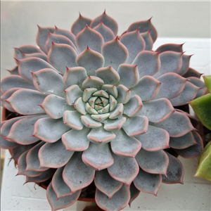 Echeveria  mix