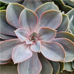 Echeveria  mix