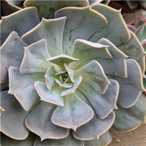 Echeveria  mix