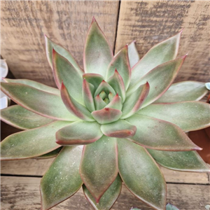 Echeveria  mix