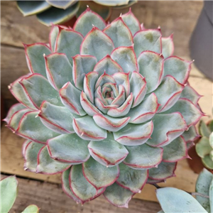 Echeveria  mix