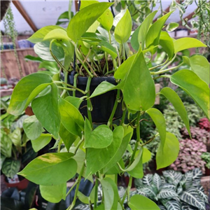 Epipremnum aureum Golden Pothos