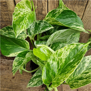 Epipremnum aureum assorterd (Pothos)