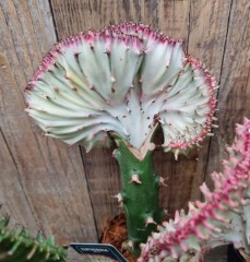 Euphorbia lactiflora Cristata