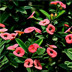 Euphorbia milii in pot cover (Crown of Thorns)