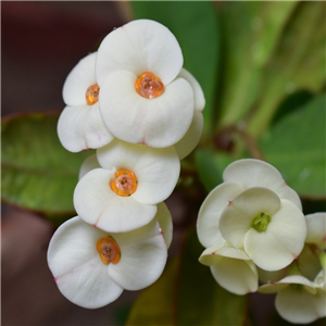 Euphorbia milii in pot cover (Crown of Thorns)