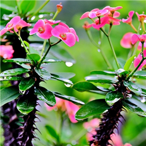 Euphorbia milii in pot cover (Crown of Thorns)