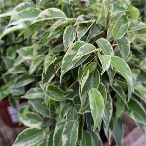 Ficus benjamina Kinky