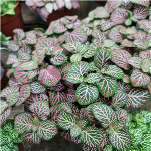 Fittonia albivensis