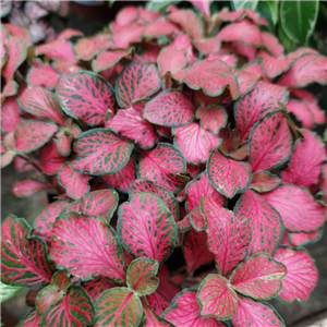 Fittonia albivensis