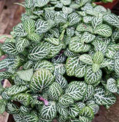 Fittonia albivensis