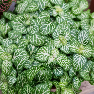 Fittonia albivensis