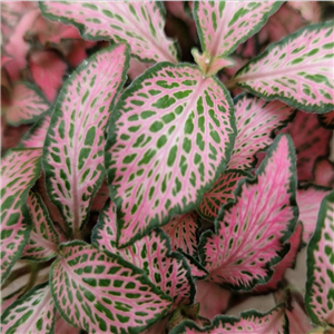 Fittonia albivensis