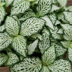 Fittonia albivensis