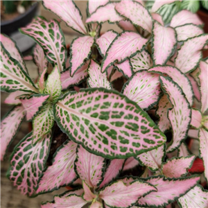 Fittonia albivensis