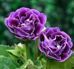 Sinningia sonata (Gloxinia)