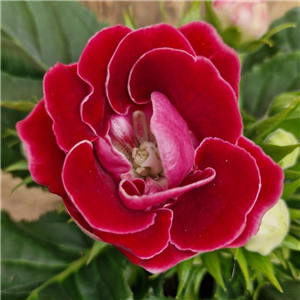 Sinningia sonata (Gloxinia)