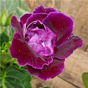 Sinningia sonata (Gloxinia)