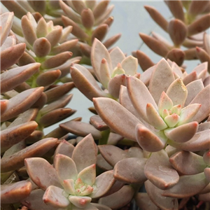 Graptosedum California Sunset