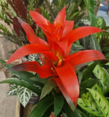 Guzmania lingulata (Bromeliad-Scarlet Star)