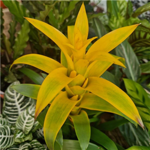 Guzmania lingulata (Bromeliad-Scarlet Star)