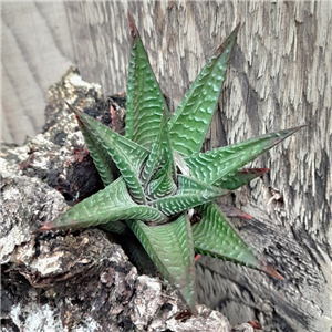 Haworthia limifolia