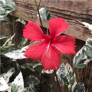 Hibiscus rosa-sinensis Variegata