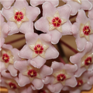 Hoya carnosa