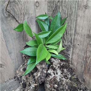 Hoya carnosa