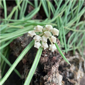 Hoya linearis