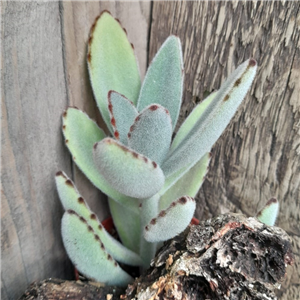 Kalanchoe tomentosa