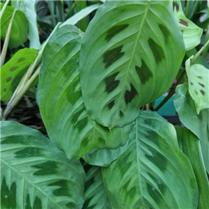 Maranta leuconeura