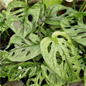 Monstera adansonii Mint (Swiss Cheese Plant)