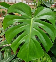 Monstera deliciosa