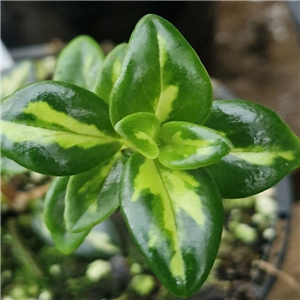 Nematanthus gregarius Variegata