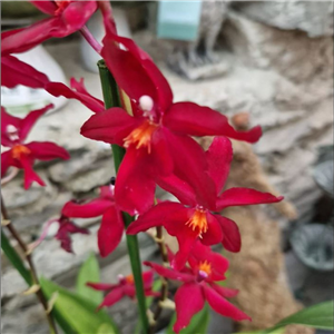 Orchid Cambria