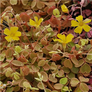 Oxalis spiralis ssp. vulvanicola Sunset Velvet