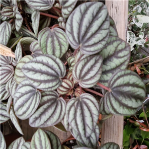 Peperomia Piccolo Banda