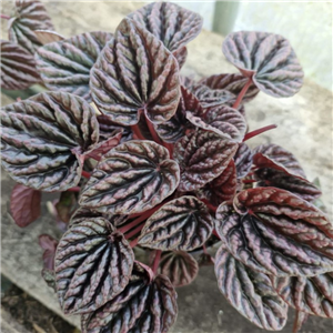 Peperomia caperata Red Luna