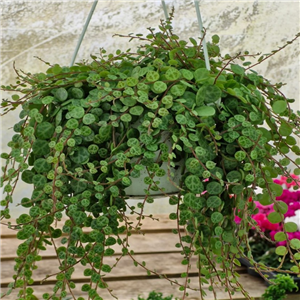 Peperomia prostrata (Hanging Pot)