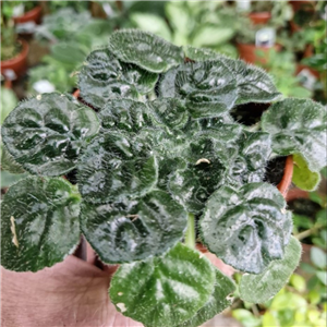 Petrocosmea Moro di Moso